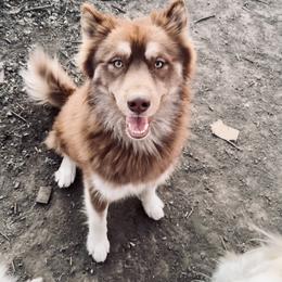 Siberian Husky Puppies from Arctic Circle Kennels