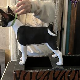 Basenji All Grown Up from TAKARI’S Basenjis