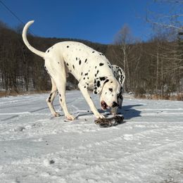 Messi - Dalmatian