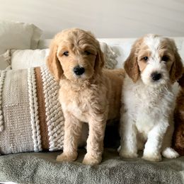 Goldendoodle Puppies from Edge Farm Goldendoodles