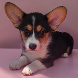 Male 3 - Black and tan male Pembroke Welsh Corgi puppy in Unicoi, Tennessee from East Tennessee Clark Corgis