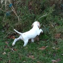 Pointer Puppies from Blackthorne Pointers