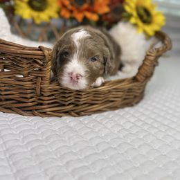 North - Chocolate merle male Bernedoodle puppy in Lehigh Acres, Florida from Little Golden Farm