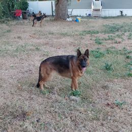 Beata - German Shepherd