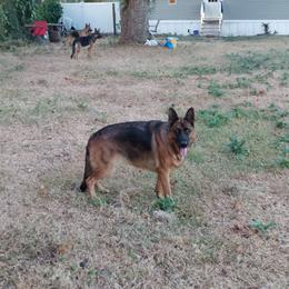 Beata - German Shepherd