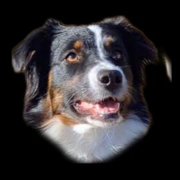 Juno - Australian Shepherd