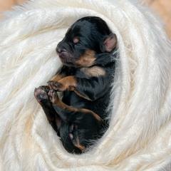 Vail - Assorted Doodle Crosses puppy in Chattanooga, Tennessee from Remedy Ridge Aussiedoodles