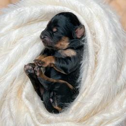 Vail - Assorted Doodle Crosses puppy in Chattanooga, Tennessee from Remedy Ridge Aussiedoodles