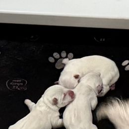 Mister 2 - White male West Highland White Terrier puppy in Edinburg, Texas from Mel’s Westies