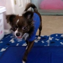 Chihuahuas from Chi Angels