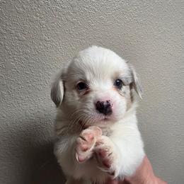 Elsa - Blue merle and white female Cardigan Welsh Corgi puppy in Atascadero, California from California Corgis and Kunes