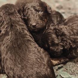 Poodle Puppies from Hatch & Homestead LLC
