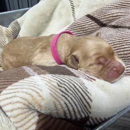Pink Collar - Dark golden female Golden Retriever puppy in Evansville, Wyoming from Pura Vida Golden Retrievers