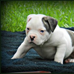 American Bulldog and French Bulldog Puppies from BackyardfinestBullys