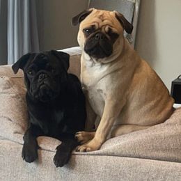 Pugs from Hostetler Pugs