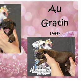 Great Dane Puppies from Alchemy Danes