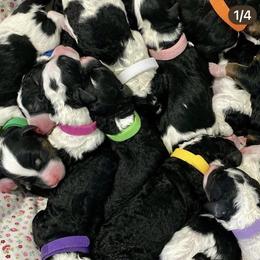 Bernedoodle and Goldendoodle Puppies from Saratoga Goldendoodles