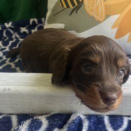 Winston - Chocolate and tan male Dachshund puppy in Sharon Springs, New York from Show Us The Way Homestead