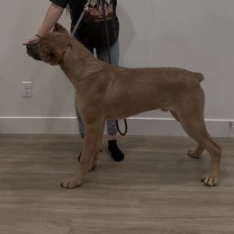 Cane Corso from Westland Kennels
