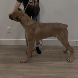Cane Corso from Westland Kennels
