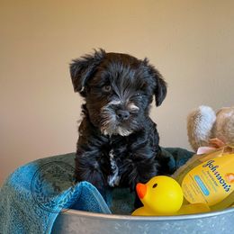 Miniature Schnauzer Puppies from Laurel Crown Schnauzers