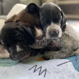 German Shorthaired Pointer Puppies from Thunder Mountain Gun Dogs