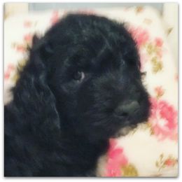 Goldendoodle Puppies from COTTAGE DOODLES