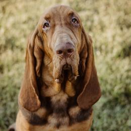 Koot - Bloodhound