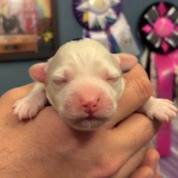 Frisco - White male Lowchen puppy in Fort Collins, Colorado from Dragonne Lowchen