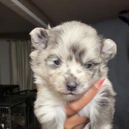 Boy 1 - Blue merle male Pomeranian puppy in Woonsocket, Rhode Island from Precious Paws by Jai