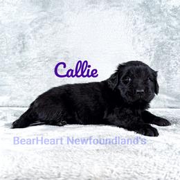 Callie - Black female Newfoundland puppy in Cortez, Colorado from Bear Heart Newfoundlands, LLC