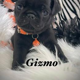 Gizmo - Black male Pug puppy in Hesperia, California from Amatskennel - Stubby Tails Ranch