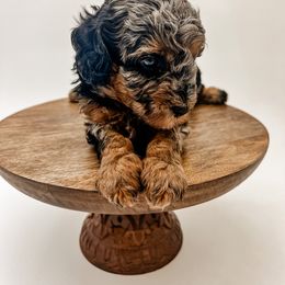 Goldendoodle Puppies from Posh Paws Puppies