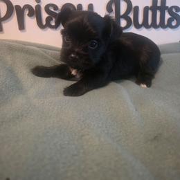 Magic - Parti male Yorkshire Terrier puppy in Clermont, Florida from Bella's Prissy Butts