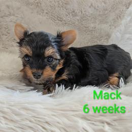 Mack - Black and gold male Yorkshire Terrier puppy in Gatesville, Texas from KontryKritterz Yorkies