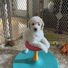 Aussiedoodle Puppies from Creek Bend Farm