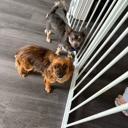 Ruby - Red and white female Chihuahua puppy in Little Rock, Arkansas from Plum and Pom Kennel