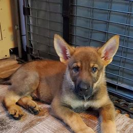 German Shepherd Puppies from Vom Holzhaus German Shepherds