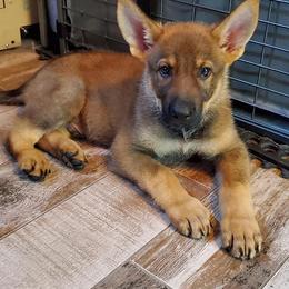 German Shepherd Puppies from Vom Holzhaus German Shepherds