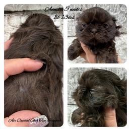 Annika - Chocolate female Shih Tzu puppy in Maize, Kansas from Air Capital Shih Tzu Puppies