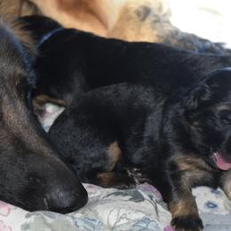 German Shepherd Puppies from Import German Shepherds of Kansas