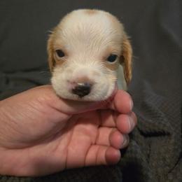 Sid - Lemon and white male Beagle puppy in Greenwood, Missouri from Nukee's Beagles dachshunds Corgis