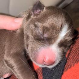 Astria - Red and white female Siberian Husky puppy in Richland, Mississippi from Feazell’s Siberian Huskies