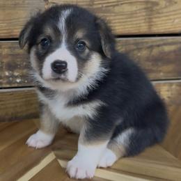 PINK girl - Black and tan female Pembroke Welsh Corgi puppy in Guilford, Indiana from Manning Family Farm