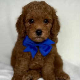 Blue collar - Red  male Goldendoodle puppy in Monrovia, California from Fancy Paws Inc