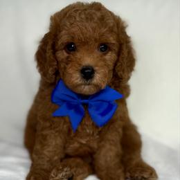 Blue collar - Red  male Goldendoodle puppy in Monrovia, California from Fancy Paws Inc