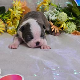 Blue Lady - Blue female Boston Terrier puppy in Corsicana, Texas from JT Bostons