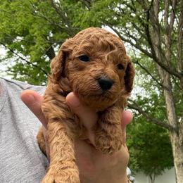 Female 1 - Red  female Poodle puppy in Bettendorf, Iowa from Red Door Poodles