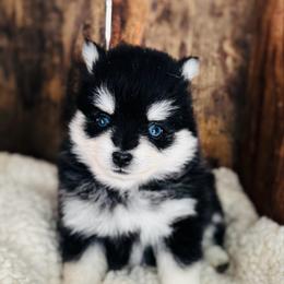 Snow White - Black and white female Pomsky puppy in Grass Valley, California from Karalot Pomskies