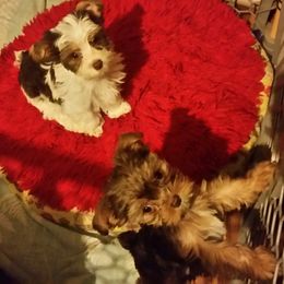 Yorkshire Terrier Puppies from Lone Star Yorkies